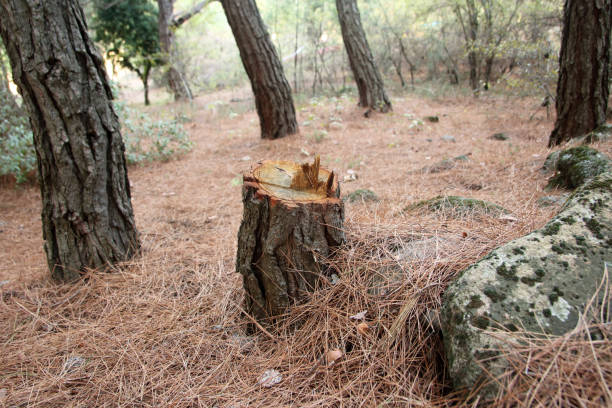 Best Tree Removal  in Lawndale, CA