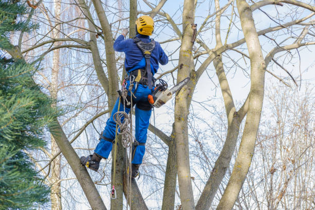 Best Stump Grinding and Removal  in Lawndale, CA